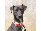 Adopt Minestrone a Black Plott Hound / Mixed Breed (Medium) / Mixed (short coat)