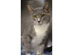 Adopt Belle a Gray, Blue or Silver Tabby Domestic Mediumhair cat in Johnstown