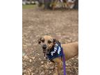 Adopt Ginger3 a Tan/Yellow/Fawn Dachshund / Mixed dog in Humble, TX (39202718)