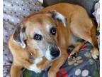 Adopt Misty a Tan/Yellow/Fawn - with White Golden Retriever / German Shepherd