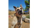 Adopt Sister a Tan/Yellow/Fawn - with Black Shepherd (Unknown Type) / Husky /