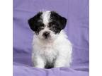 Adopt Dora Pup - Val a Black Jack Russell Terrier / Lhasa Apso / Mixed dog in