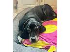 Adopt Kira a Black Labrador Retriever / Mixed dog in Alva, FL (41284317)