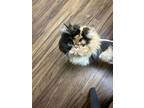 Adopt Olive a Calico or Dilute Calico Persian (long coat) cat in Inglewood