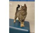 Adopt Oliver a Brown Tabby Domestic Shorthair / Mixed Breed (Medium) / Mixed