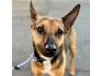 Adopt Molokai - Foster or Adopt Me! a Doberman Pinscher / German Shepherd Dog /