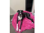 Adopt Ron a Black Labrador Retriever / Catahoula Leopard Dog / Mixed (short