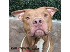 Adopt Walrus a American Pit Bull Terrier / Mixed dog in Lexington, KY (41250634)
