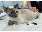 Adopt Sheba a Cream or Ivory (Mostly) Siamese (short coat) cat in Lauderhill