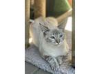 Adopt Lucy a Siamese cat in Stockton, CA (41274862)