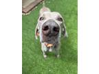 Adopt Jett a Gray/Blue/Silver/Salt & Pepper Weimaraner / Mixed dog in Marietta