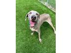 Adopt Teagan a Gray/Blue/Silver/Salt & Pepper Weimaraner / Mixed dog in