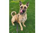 Adopt Jolie a Tan/Yellow/Fawn - with Black German Shepherd Dog / Cattle Dog /