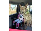 Adopt Kyle a Brindle German Shepherd Dog / Mixed dog in Redding, CA (41284305)