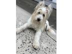 Adopt Keller a White Briard / Mixed Breed (Medium) / Mixed (short coat) dog in