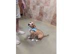 Adopt Marley a Tan/Yellow/Fawn - with White Australian Terrier / Coonhound /