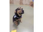 Adopt Daisy a Black - with Tan, Yellow or Fawn Australian Shepherd / Coonhound