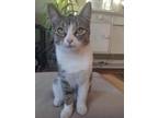 Adopt Cookie a Brown Tabby Domestic Shorthair / Mixed Breed (Medium) / Mixed