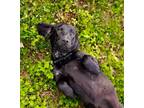 Adopt Jessie a Black Beagle / Basset Hound / Mixed dog in Sparta, TN (41281959)