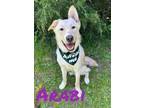 Adopt Arabi 30068 a Gray/Blue/Silver/Salt & Pepper Labrador Retriever / Husky