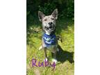 Adopt Ruby 29987 a Brindle Shepherd (Unknown Type) / Husky dog in Joplin