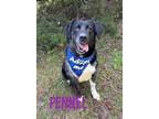 Adopt Fennel 123004 a Black Labrador Retriever / Australian Cattle Dog dog in