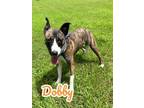 Adopt Dobby 123711 a Brindle Plott Hound dog in Joplin, MO (41284118)