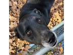 Adopt Chao a Black - with White Mutt / Mixed dog in Onalaska, TX (41034663)