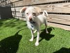 Adopt Jason a Brindle Fox Terrier (Wirehaired) / Mixed Breed (Medium) / Mixed