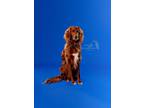 Adopt Teddy a Brindle Irish Setter / Poodle (Miniature) / Mixed (short coat) dog