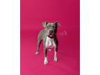 Adopt Vixen a Black - with Gray or Silver American Staffordshire Terrier / Mixed