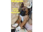 Adopt Multi Grain a Brown/Chocolate German Shepherd Dog / Mixed dog in Locust