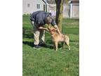 Adopt Kai a Labrador Retriever / Shepherd (Unknown Type) / Mixed dog in new