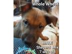 Adopt Whole Wheat a Brown/Chocolate German Shepherd Dog / Mixed dog in Locust