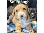 Adopt Sourdough a Brown/Chocolate German Shepherd Dog / Mixed dog in Locust