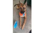 Adopt Harley a German Shepherd Dog / Belgian Malinois / Mixed dog in McKinney