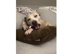 Adopt Snapple a Tan/Yellow/Fawn - with White American Staffordshire Terrier /