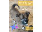Adopt Pita Bread a Brown/Chocolate German Shepherd Dog / Mixed dog in Locust
