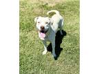 Adopt Amanda a White Labrador Retriever / Mixed Breed (Medium) / Mixed (short
