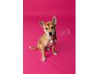 Adopt Tails a Brown/Chocolate Mixed Breed (Medium) / Shiba Inu / Mixed (short