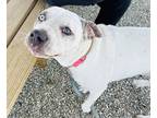 Adopt Holly a White American Pit Bull Terrier / Mixed Breed (Medium) / Mixed