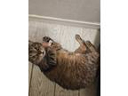 Adopt Ginger a Brown Tabby Domestic Shorthair / Mixed (short coat) cat in