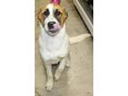 Adopt Farley (Snoopy) a White Great Pyrenees / Mixed Breed (Medium) / Mixed