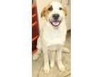 Adopt Fergus (Wanderer) a White Great Pyrenees / Mixed Breed (Medium) / Mixed