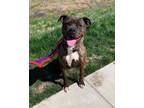 Adopt Coco a Brown/Chocolate American Pit Bull Terrier / Mixed Breed (Medium) /
