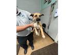 Adopt Trudy a Tan/Yellow/Fawn Australian Cattle Dog / Mixed Breed (Medium) /