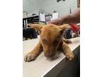 Adopt Judy a Tan/Yellow/Fawn Australian Cattle Dog / Mixed Breed (Medium) /