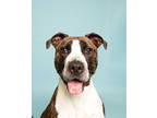 Adopt Happy a Brown/Chocolate American Pit Bull Terrier / Pointer / Mixed (short