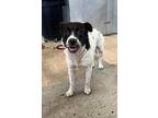 Adopt Marianne a White - with Brown or Chocolate American Staffordshire Terrier