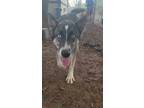 Adopt Cosette a Brown/Chocolate Siberian Husky / German Shepherd Dog dog in